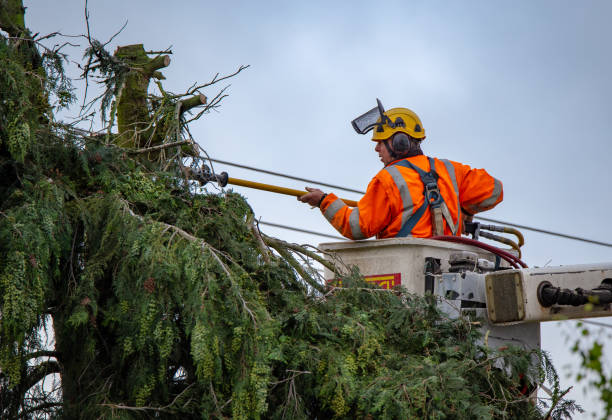 Best Storm Damage Tree Cleanup  in Benson, MN